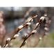 Беззеркальный фотоаппарат Panasonic Lumix S DC-S5 IIX kit S (20-60mm) (DC-S5M2XKEE) 00007888 фото 15