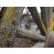 Беззеркальный фотоаппарат Panasonic Lumix S DC-S5 IIX kit S (20-60mm) (DC-S5M2XKEE) 00007888 фото 13